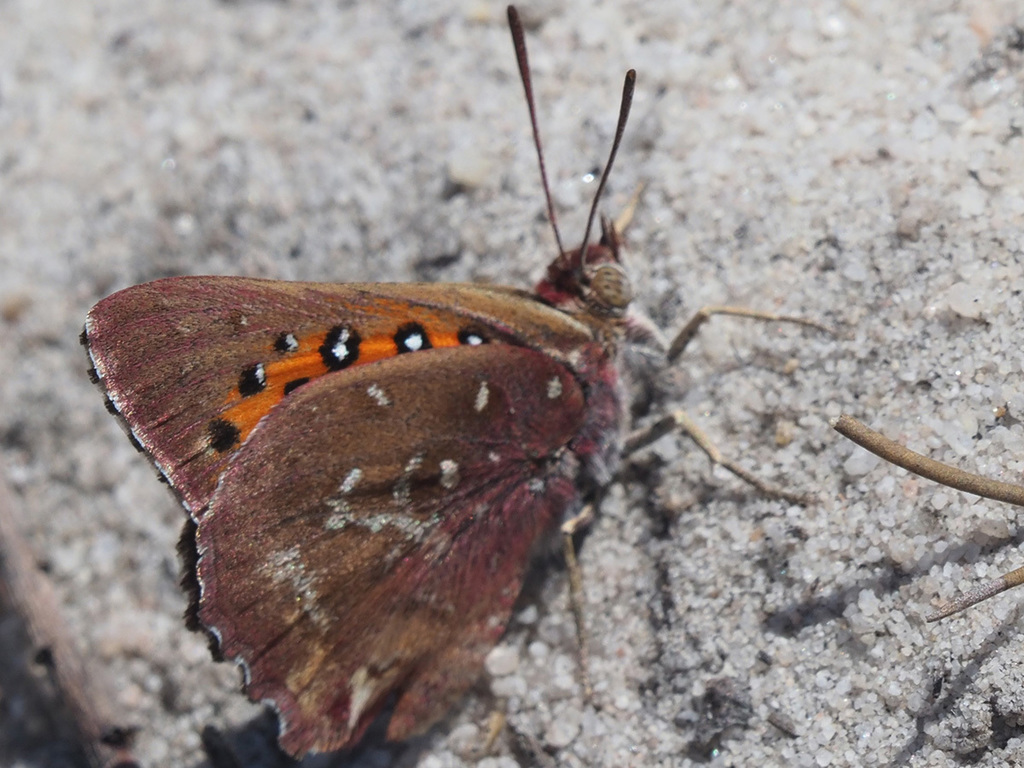 Pointed Russet
