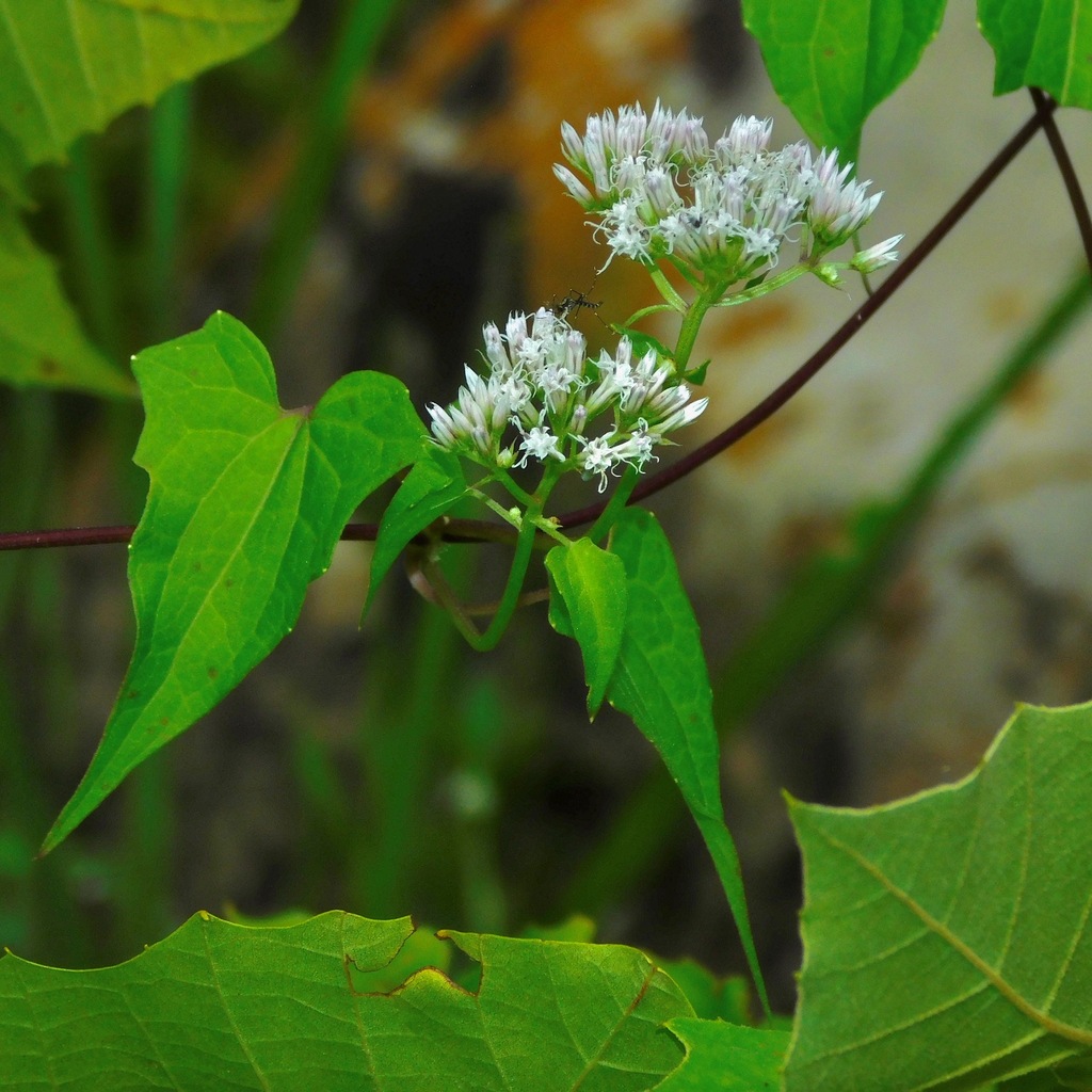 Climbing Hempvine (Herbaceous Vines of Appalachia) · iNaturalist, image size:1024x1024
