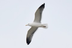Larus