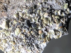 Clypeococcum hypocenomycis image