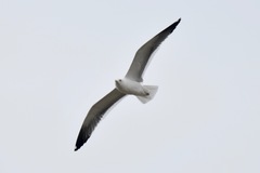 Larus