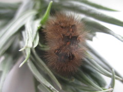 Canararctia rufescens