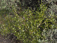 Diosma meyeriana