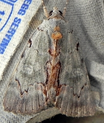 Catocala grynea