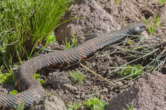 Hemachatus haemachatus