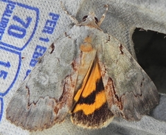 Catocala grynea