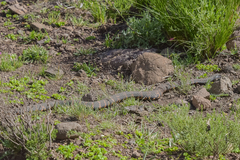 Hemachatus haemachatus