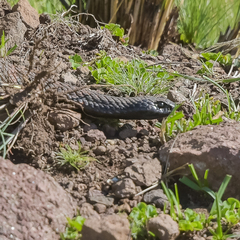 Hemachatus haemachatus