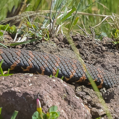 Hemachatus haemachatus