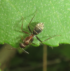 Camponotus vestitus