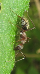 Camponotus vestitus
