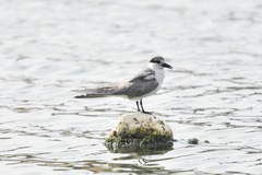Gelochelidon nilotica