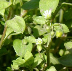 Stellaria media