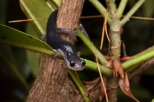 Southern Gray-cheeked Salamander