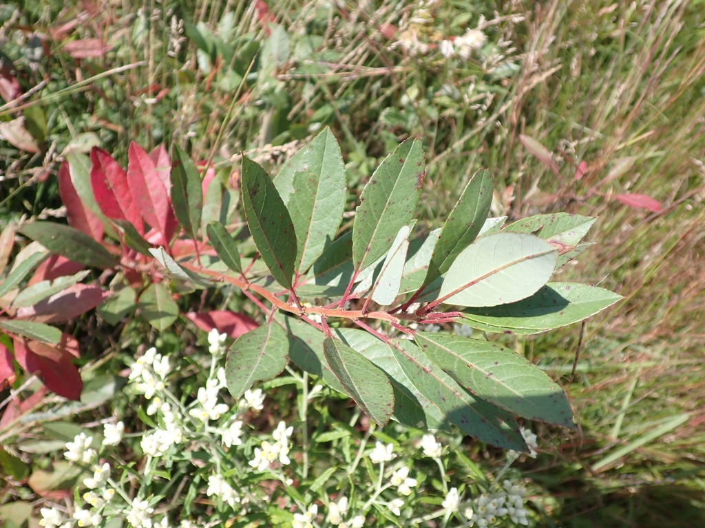 sand cherry from Kennebunk Plains Preserve on August 24, 2023 at 1201