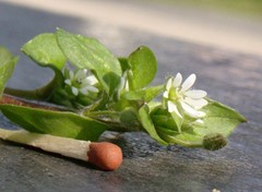 Stellaria media