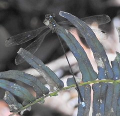 Ecchlorolestes nylephtha