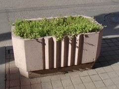 Stellaria media