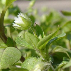 Stellaria media