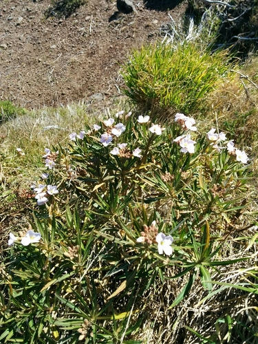 Erysimum bicolor (Erysimum bicolor)