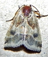Schinia lynx