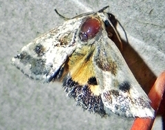 Schinia lynx