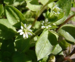 Stellaria media