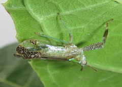 Raphiophora intricata