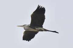 Ardea cinerea