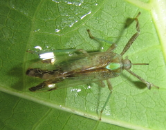 Raphiophora intricata