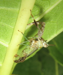 Raphiophora intricata