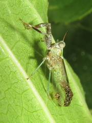 Raphiophora intricata