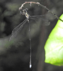 Ecchlorolestes nylephtha