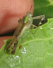 Raphiophora intricata