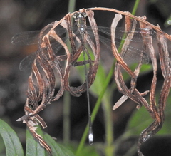 Ecchlorolestes nylephtha