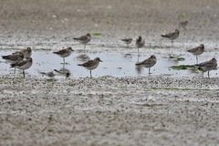Charadrius asiaticus