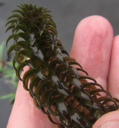 Image of Lagarosiphon ilicifolius by (c) Robert Taylor, some rights reserved (CC BY)