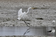 Ardea alba