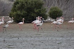 Phoenicopterus roseus