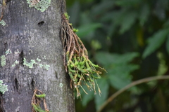 Tillandsia tricholepis