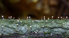 Stilbocrea gracilipes