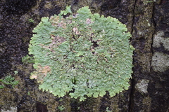 Fungi