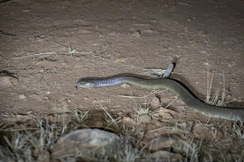 Photo of a Ashe's Spitting Cobra (Naja ashei)