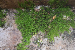 Bryophyta