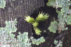 Tillandsia tricholepis