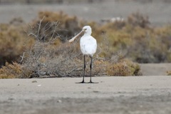 Platalea leucorodia