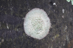 Fungi