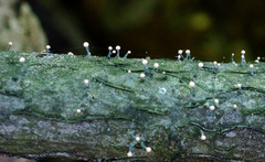 Stilbocrea gracilipes