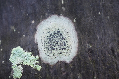 Fungi