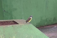 Pitangus sulphuratus